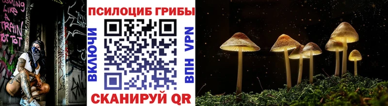 Псилоцибиновые грибы Cubensis  хочу наркоту  Кизел 